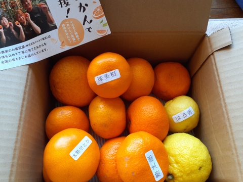 【柑橘食べ比べ】甘～いみかん！お手頃価格で食べきりサイズ！旬のこだわり柑橘をまるごと楽しむ！３～５種類入り！何の品種が入っているか「お楽しみかん」 ご家庭用　約2kg入【商品番号999】