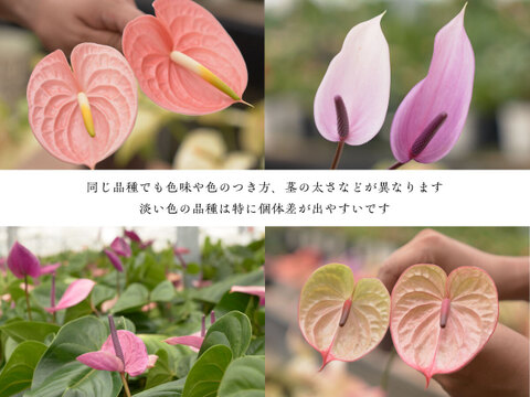 存在感抜群の特大サイズ！
おすすめアンスリウムミックス（3本）