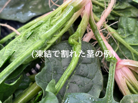 1kg｜信州産｜氷点下で育つ濃厚甘い露地ほうれん草