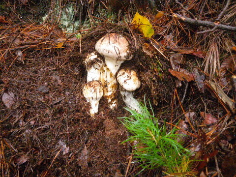 南信州産 松茸 ご家庭用 (300g)