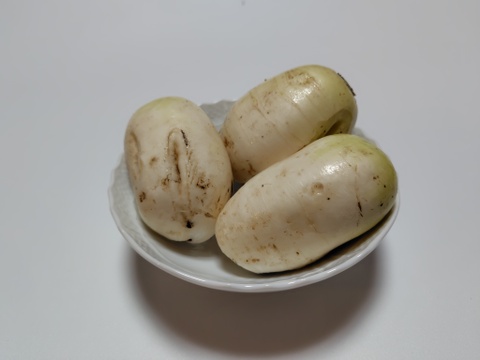おろしそばに最適! 福井県産 辛味大根B品(品種名:旭山) 2kg