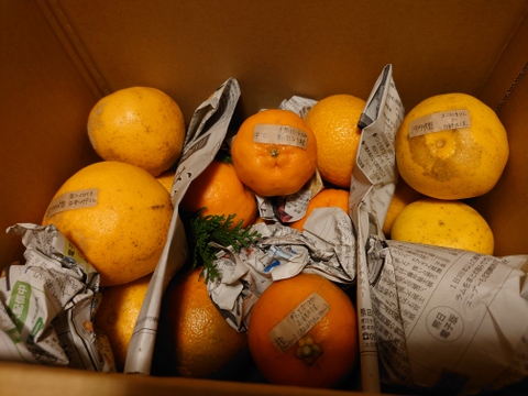 【柑橘食べ比べ】天草の宝石箱！栽培期間中農薬不使用 4種の柑橘セット　箱込み4kg　（河内晩柑、紅河内晩柑、橙、ポンカン）