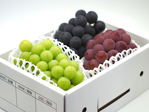 【ギフト】大粒ぶどう詰め合せ3種　1.8㎏