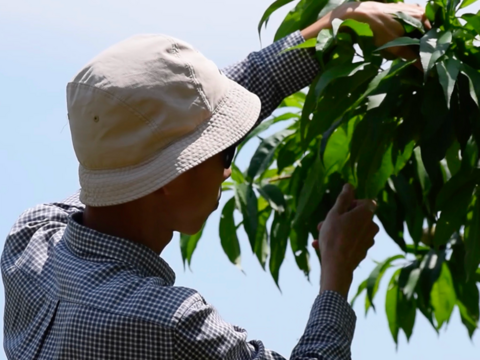 【８月上旬発送】桃好き必見！桃のリレーが楽しめる！季節の【桃】おうち用（もも）お試しセット 約2kg 約5~6玉