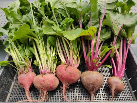 🥬栄養たっぷり！国産ビーツの葉 約1kg🥬炒め物・スープに｜農薬・化成肥料不使用✨