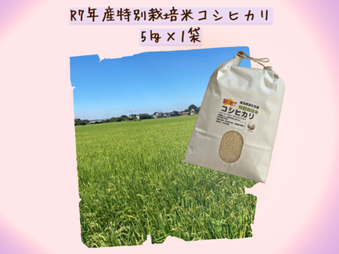 【熟成の旨味】Pino farm「別格」コシヒカリ～R7年産特別栽培米　5㎏～