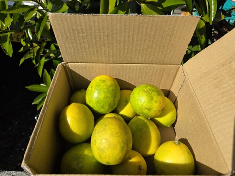 限定販売‼️八丈島産有機レモンサービス品　1キロ
