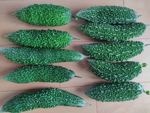 ✨新鮮採れたてゴーヤ2kg  クール便✨