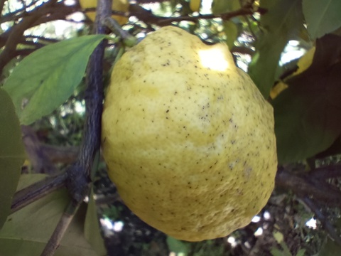 【訳あり】広島県産「これが夏レモン」《約18〜20個入》4kg以上