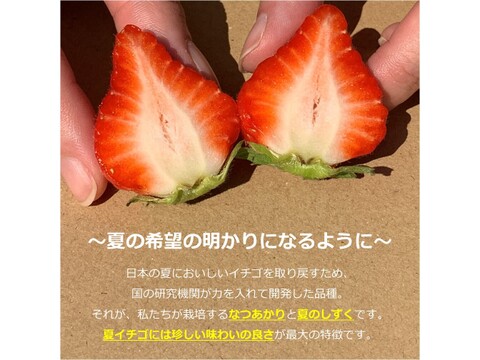 生食できる夏イチゴ 6月～11月発送 秋田県産 なつあかり 夏のしずく ご自宅用 ケーキやスイーツに 小粒サイズ  4トレー 1000g