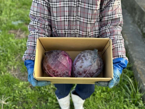 彩り鮮やか！　レッドキャベツ（紫キャベツ）厳選大玉　2玉入り