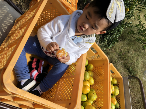 数量限定！2025年の初物みかん！
西果樹園の【極早生みかん１０kg】