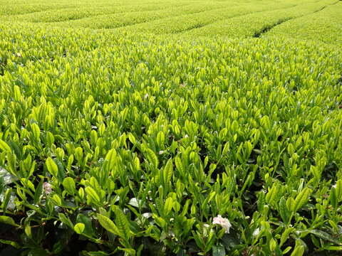 濃いお茶好きな方へ‼︎ 茶草場農法の抹茶入り　深蒸し茶　ティーバッグ20個入り