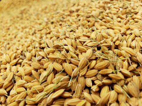 【自然栽培のお米】古代の香りが漂う100年以上種を継ぎ続けている在来種、亀の尾（25kg）★玄米・白米・５分づき米選べます★