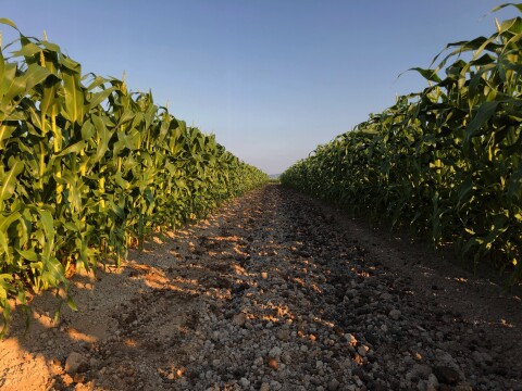 糖度18度以上　2～3L　10本　北海道産とうもろこし　恵味ゴールド