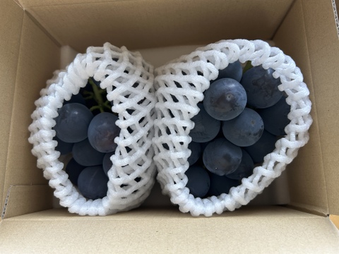 「食べチョクぶどうグランプリ2025」深みのある甘さ部門「銀賞」受賞
王のタイトルはダテじゃない！　甲斐キング（600g）