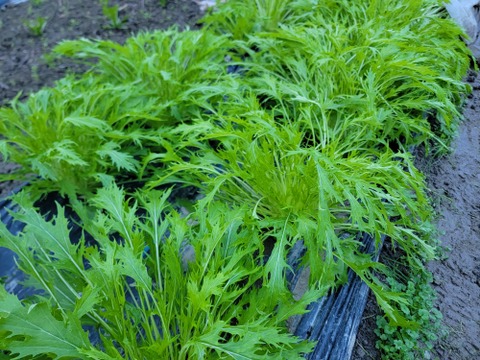 農薬不使用でサラダもできるシャキシャキ水菜1kg