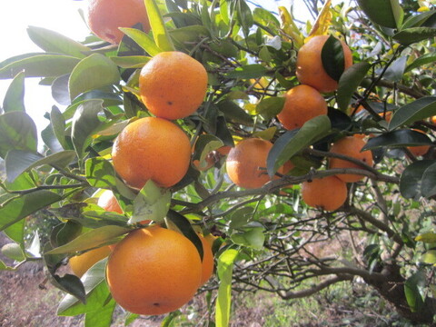 瀬戸内よりお届け！いまが旬の温州みかん（南柑20号）10㎏詰合せ【約60～80個・サイズ混合】