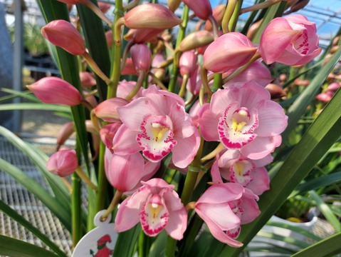 陶器鉢入シンビジウム（５本立)