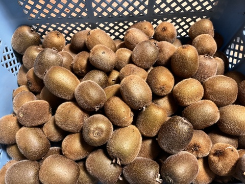 国東半島の地下水で育った栄養満点のキウイを直接お届け！『国東産キウイ』（ワケあり）小玉　中玉　ヘイワード2kg  （22〜35個）