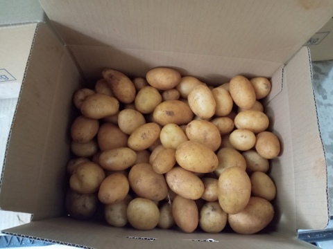 沖永良部島産じゃがいもミニサイズ　3キロ