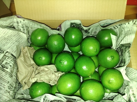 当園お気に入り件数No1】西表島産 マイヤーレモン(2kg)：沖縄県産の