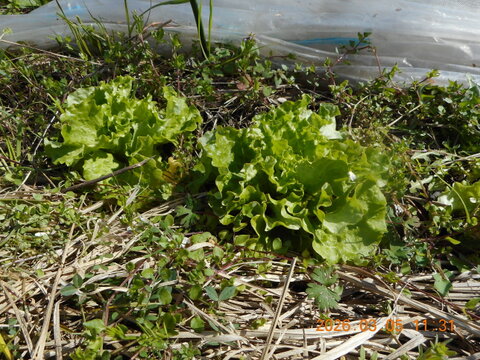 スナップエンドウ：自然農栽培で育てた奈良の野菜