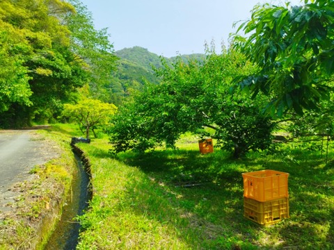 爽やかな酸味と香り　青梅２kg【自然栽培】