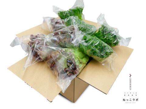 朝採れサニーレタス＆フリルレタス（簡易包装 8～12株）1㎏