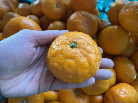 【訳アリ】"完熟貯蔵”ずっしり濃いコク！青島みかん🍊箱込み5ｋｇ
