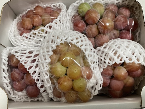 ク④【クイーンニーナ】2kg化粧箱（4~6カット房）