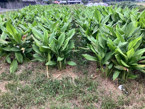 乱れた食生活に！ 秋ウコン100g(栽培期間中農薬不使用)