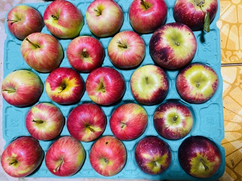 【数量限定・早い者勝ち】採りたての長野県人気ブランド「長野りんご兄弟」を詰め合せてお届けします！シナノスイート・秋映の2種類【ご家庭用（約5㎏：15～25個入り）】