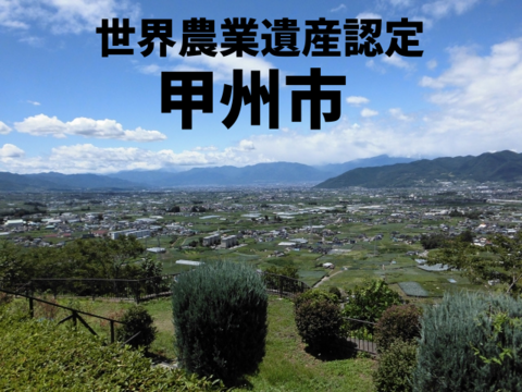 有名洋菓子店シャトレーゼ御用達『新鮮朝採』KOSHUシャインマスカット1㎏セット（2房程度）