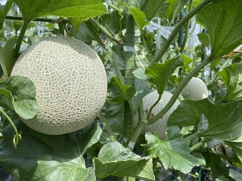 【夏ギフト】メロンの王様、静岡県産マスクメロン！！！（1玉1.8kg以上）1玉箱入り🍈
お中元/熨斗対応致します