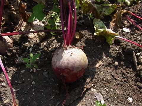 食べる輸血🩸　北海道産ビーツ　りんごぐらいの大きさで使いやすい　10kg(20〜30個位)