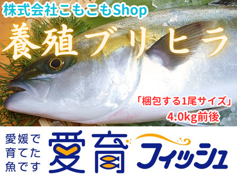 “ハイブリッド魚種” 養殖ブリヒラ！【近畿大学産種苗!】