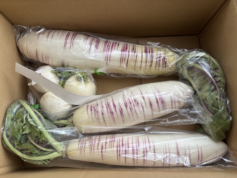 【会津伝統野菜】"甘い" "緻密な肉質" 会津赤筋大根 自然栽培 3本〜4本セット