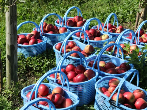 【9月中旬ころ収穫】つがる 早生りんごのいちばん人気！ 家庭用 5kg（12～26個）