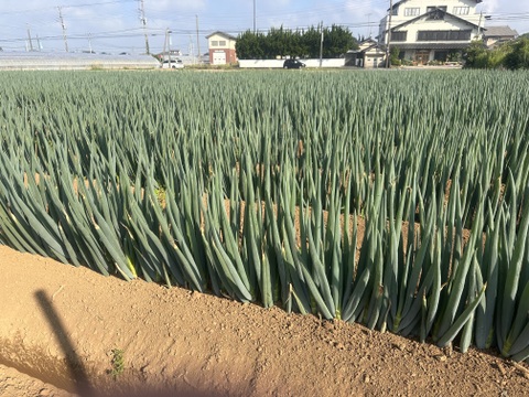 糖度15度以上　千葉県産 長ネギ 甘い 美味い 20本 2L以上