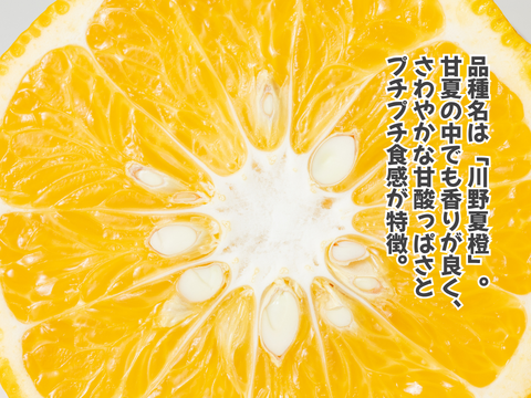 【超熟甘夏 – 雨と太陽と時間が育てた果実】尾鷲甘夏お試し2kg