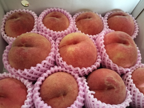 🍑【2025年8月中旬桃】3kg　8～14玉【ASIAGAP認証農場：津軽農園】　安心・安全な桃　収穫した日に発送　家庭用　農家直送【朝どれ】