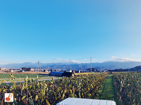 皮ごと茹でて✨美味しい ✨小ぶりな里芋1kg(セレベス:赤目芋)｜農家直送✅｜家庭用🎁❗️