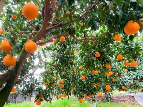 これ不知火なの！？”樹上完熟で甘く濃厚💓”高級柑橘ハウス不知火5kg