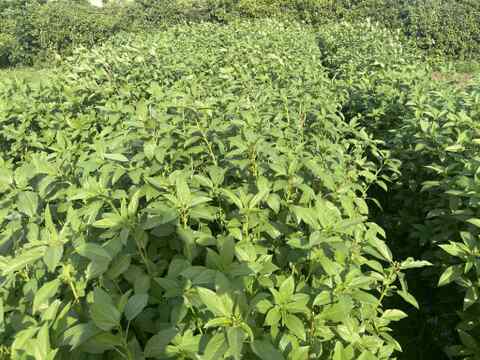 夏の元気を、葉っぱでひとさじ。鴨さんのモロヘイヤ500g