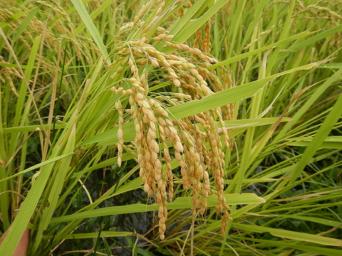 自然栽培のお米『ササニシキ』白米10ｋｇ