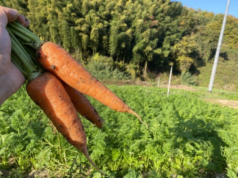 【自然栽培】葉付にんじん（黒田五寸人参）2㎏（肥料・農薬不使用）