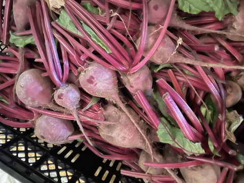 有機JASビーツ（玉）５００ｇ