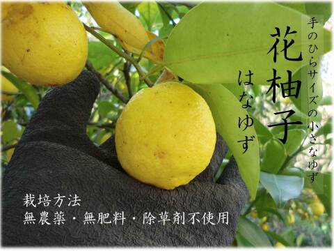 【皮まで安心 農薬不使用ゆず】完熟 花柚子　農薬不使用　花ゆず500g