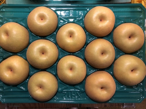 【幸水】5kg（10〜14玉）【家庭用】2024夏！甘くてジューシーな梨！